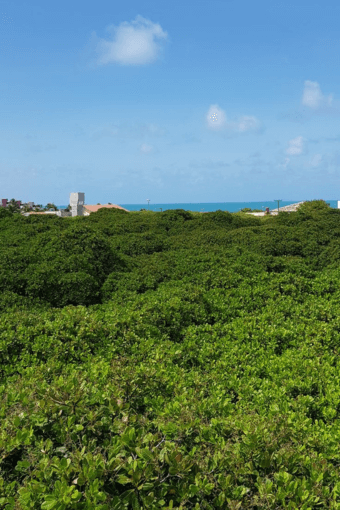 Maior Cajueiro do Mundo