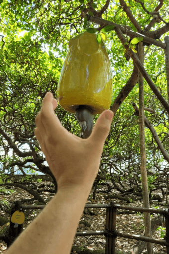 Maior Cajueiro do Mundo 2