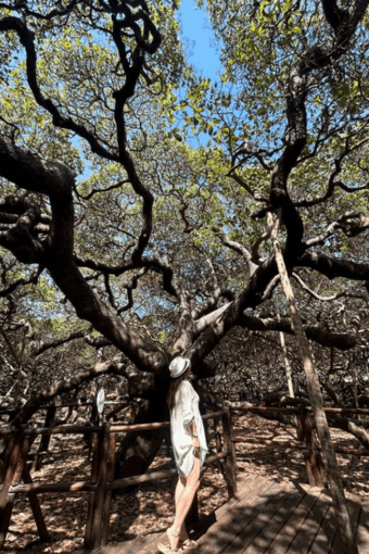 Maior Cajueiro do Mundo 3