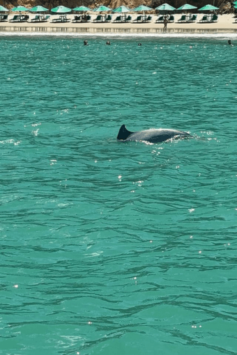 Baía dos Golfinhos