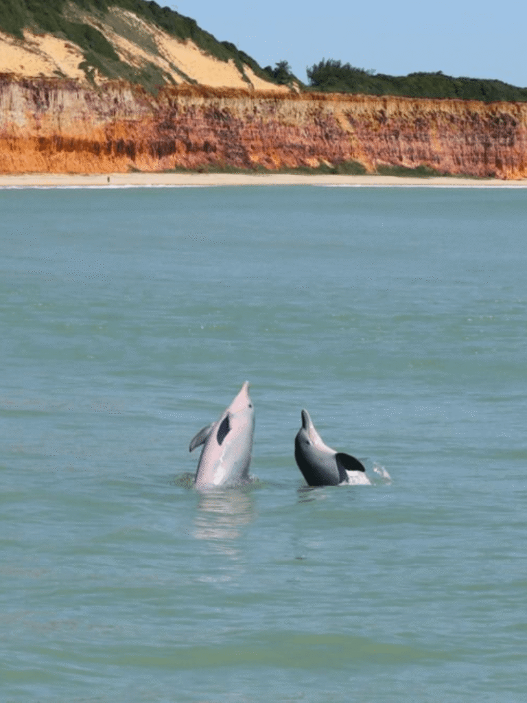 Passeio de 4x4 para Pipa